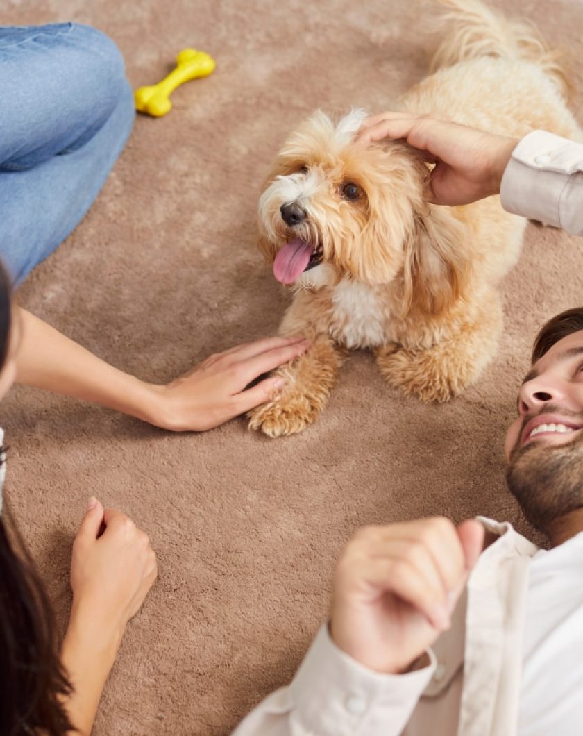 Paw'tecting the pet claims supply chain