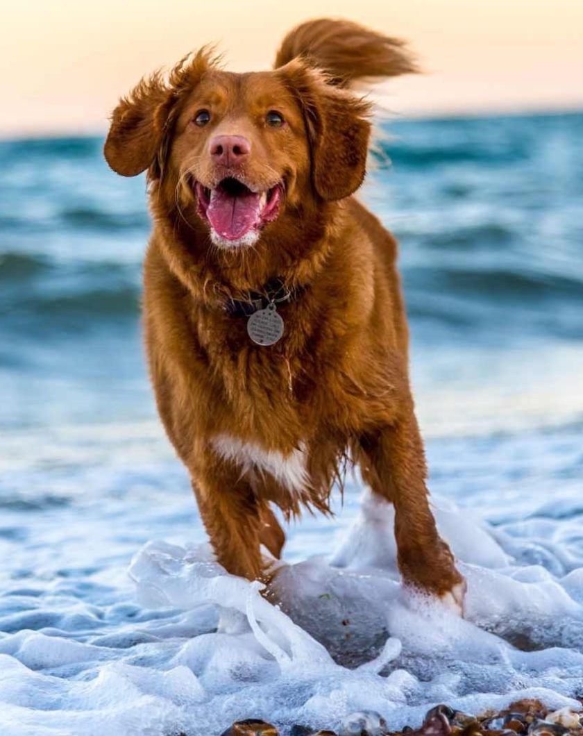 The Digital age of… Pets