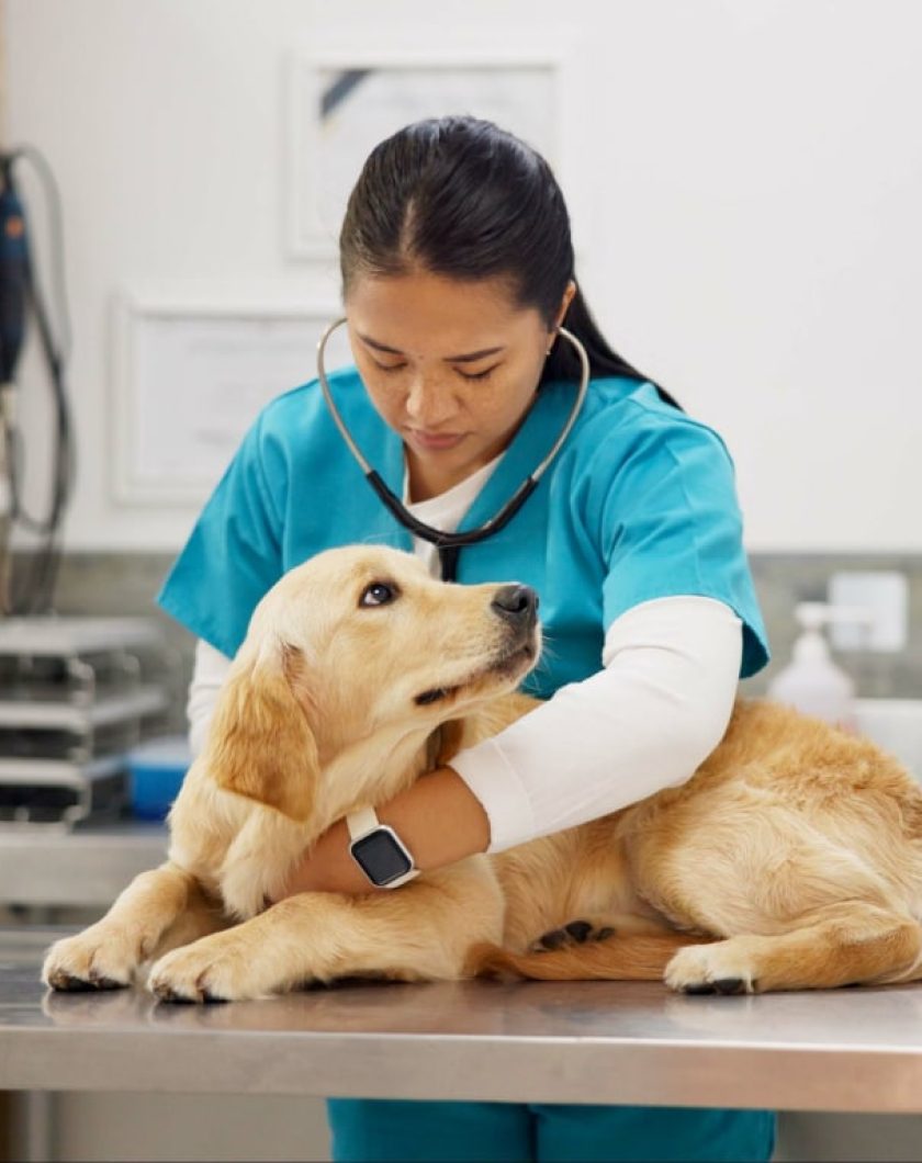 Understanding the Global Pet Insurance Market_ Growth Drivers, Challenges, and Innovations