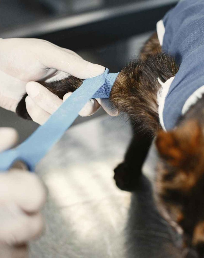 Why the CMA Vet Investigation Won’t Solve Insurers’ Issues